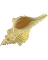 372512 - Horse Conch 12-13"
