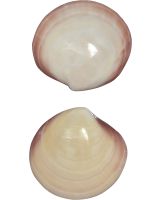 3765 - Tiger Clam Polished Pair 3-4"