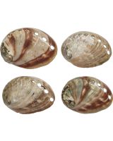 3801 - Red Abalone Polished 3-3.5"