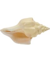 381507 - Divine Chank Conch 7-8"