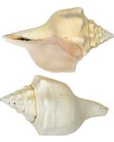 381508 - Divine Chank Conch 8-9"