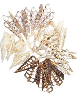 3888 - Assorted Center Cut Shells 2-3"