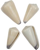 3940 - Virgin Cone 2-3"