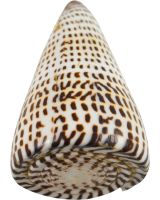 3969P - Lettered Cone Polished 3-4"