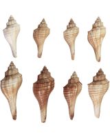 4142 - Ternate Crown Conch 2-3"