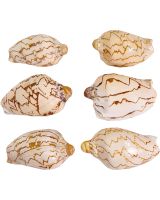 4158 - Noble Volute Polished 2-3"