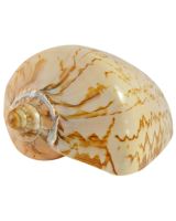 4164 - Indo Noble Volute Polished 4-5"