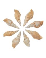4173 - Vitate Conch 3-3.5"