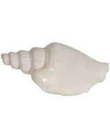 4178 - White Vitate Conch 2-2.5" (gallon)