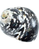 4183 - Magpie Turbo Polished 2.5-3"