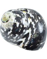 4183S - Magpie Turbo Polished 2-2.5"