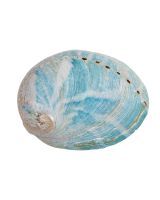 42113 - Greenlip Abalone 3.25-4"