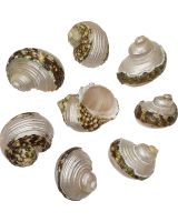 4223 - Rough Turbo Banded 1-2"