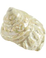 4271 - Wavy Trochus Pearled 4-4.5"