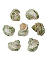 4277 - Green Turbo Banded 2"