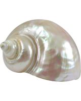 4291SP - Great Green Turbo Pearled 3-4"