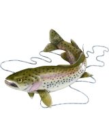 7234 - Lakeside Rainbow Trout Wall Decor 18x13" - Metal & Capiz Art