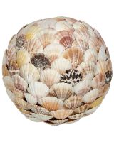 830308 - Mixed Scallop Shell Flat Orb 8"