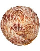 830506 - Pecten Lentigious Shell Flat Orb 6"