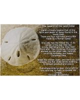 9127 - Legend of the Sanddollar Post Card