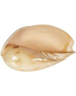 3022L - Melon Shell 7-8"