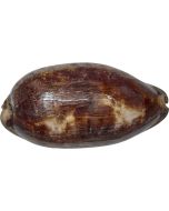 3035 - Tortoise Cowry 3-4"