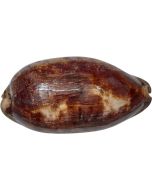 3036 - Tortoise Cowry 4" Up