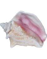 305204 - Conch w/ Slit Back 4-6"