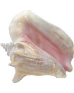 305208 - Conch w/ Slit Back 8-10"
