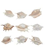 306103 - Common Lambis 3-4"