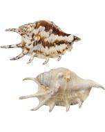 3061S - Common Lambis 4-5"