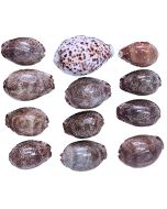 3064K - Mixed Polished Cowries 2-3" (~40pc/kilo)