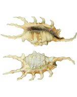 3066 - Scorpion Lambis 3-4"