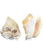 3228 - Hawk Wing Conch 2.5-3" (gallon)