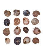 32421 - Button Trochus Natural .5-.75" (kilo)