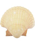 3251 - Mexican Deep 3-3.5"