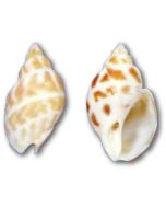 3254S - Areola Babylon Snail 1-2" (gallon)