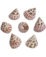 3274 - Strawberry Trochus 2-2.5" (gallon; ~90 pcs)