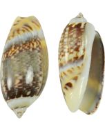 3296M - Gibbous Olive 1-1.5" (kilo)