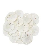 35912 - Round Sand Dollar 1.5-1.75"
