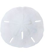 359201 - Round Sand Dollar 2-2.25" (We do not replace or credit any broken Sand Dollars)