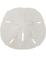 3592L - Round Sand Dollar 3-3.5" (We do not replace or credit any broken Sand Dollars)