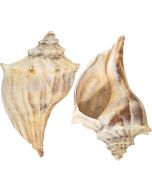3602 - Atlantic Whelk 4-5"