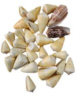 3612SK - Cones Asst. 2-3" Polished (kilo; ~20 pcs)