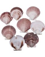 3706K - Purple Pecten 1.5-2.75" (kilo; ~140 pcs)