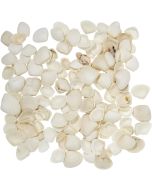 3760 - Dogwood Clam .5-.75" (gallon)