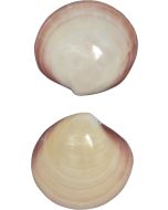 3765 - Tiger Clam Polished Pair 3-4"