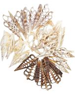 3888 - Assorted Center Cut Shells 2-3"