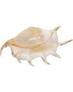 3980L - Giant Lambis 8-10"