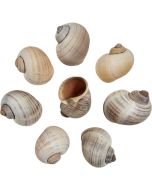 4134 - Golden Apple Snail 2.5-3"